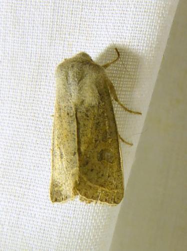 Réf. 300 905 : Orthosia gracilis